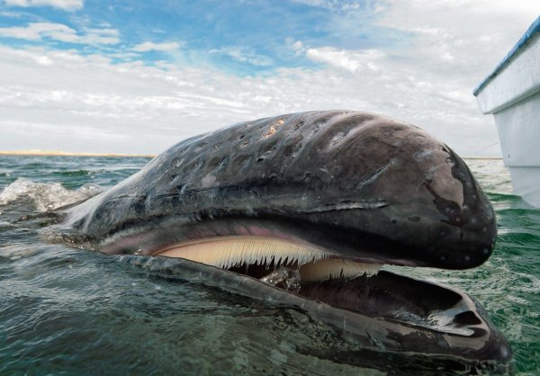 Древние киты были хищными и зубастыми существами – Ученые