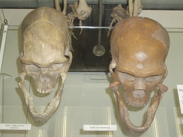 Учёные рассказали, как выглядел мозг первого человека Homo naledi