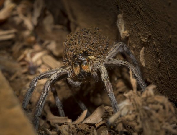 Фотографу удалось заснять, как самка паука переносит 1000 детей на своей спине