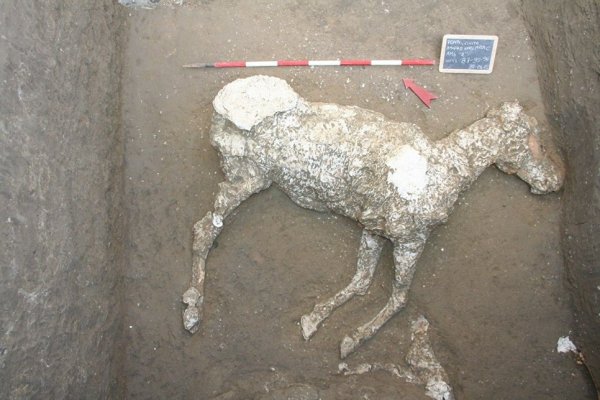 Археологи нашли останки погребенной 2 000 лет назад под лавой лошади в Помпеях