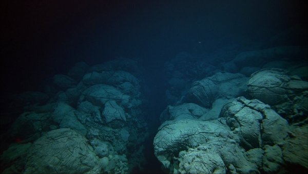 Учёные показали, кто скрывается в глубинах Марианской впадины