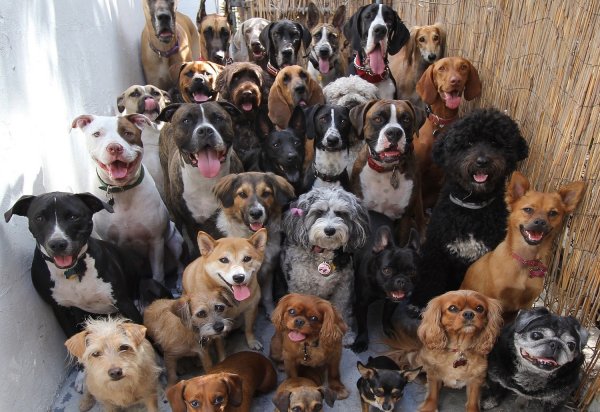 В Люблино местная жительница держала в квартире 40 собак