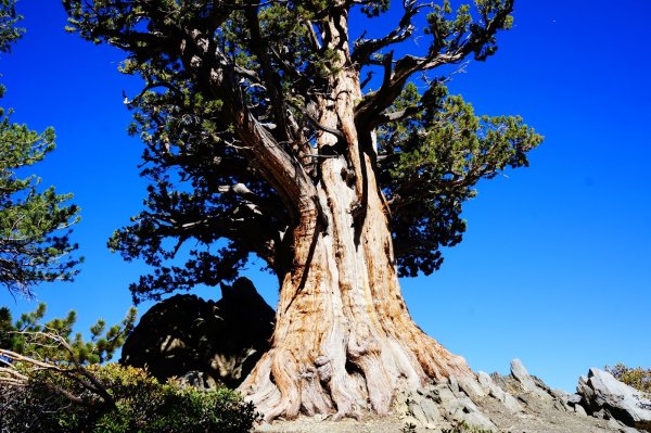 Ровесник викингов: В Италии нашли самое древнее дерево, которому 1230 лет