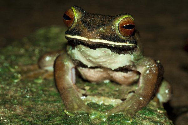 Ученые нашли лягушку с глазами на попе