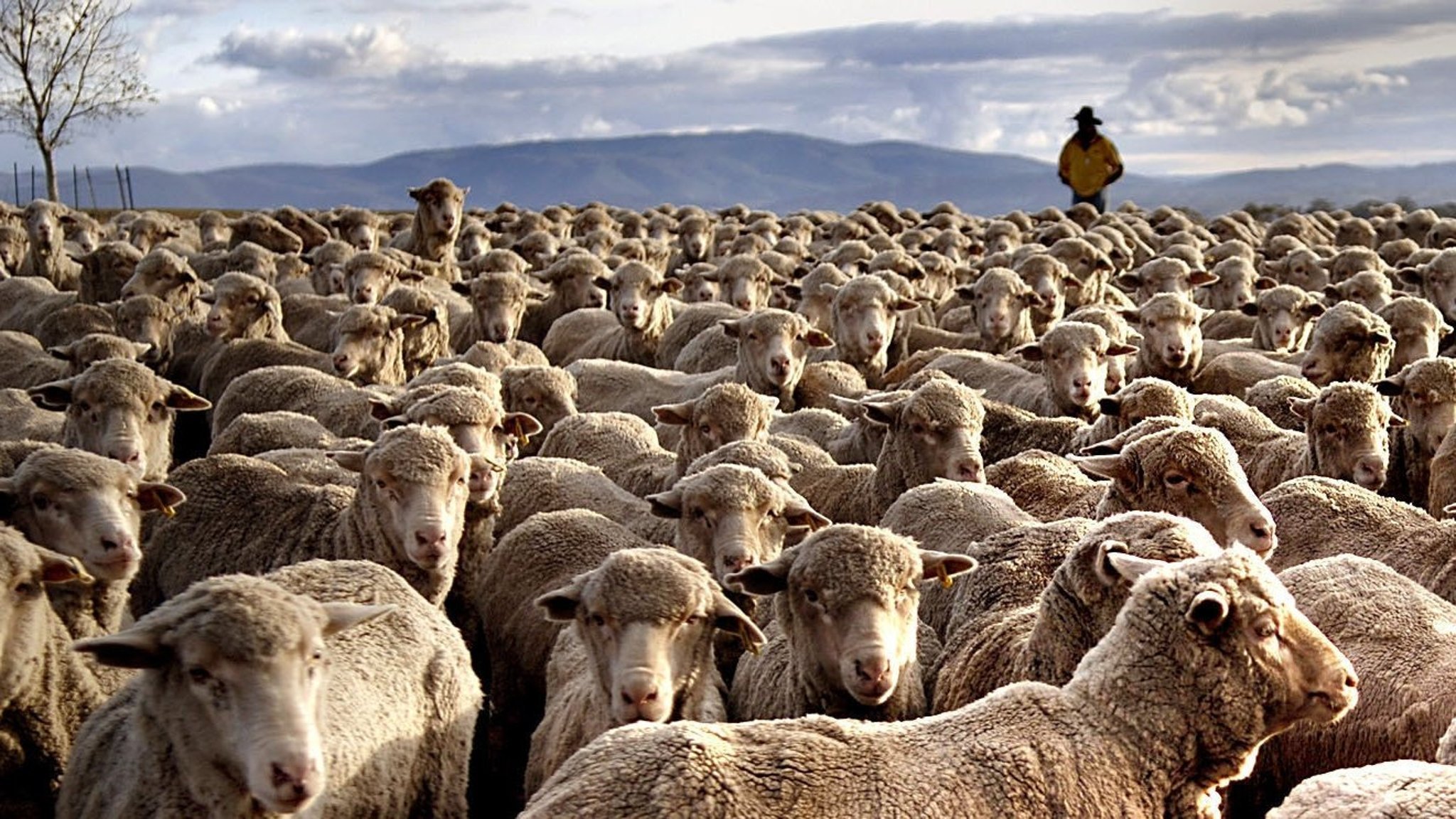Два ягненка отошли от стада. Сельское хозяйство Австралии овцеводство. Овцеводство в Австралии. Австралийские овцеводческие фермы. Пастбищное овцеводство Австралии.