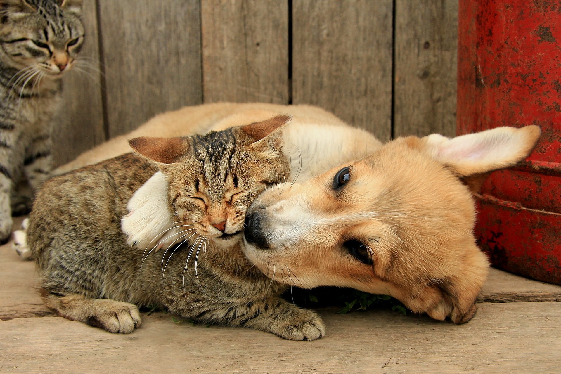 My animal friends. Кошки и собаки. Собака с кошкой дружат. Любимые животные. Картинки кошек и собак.