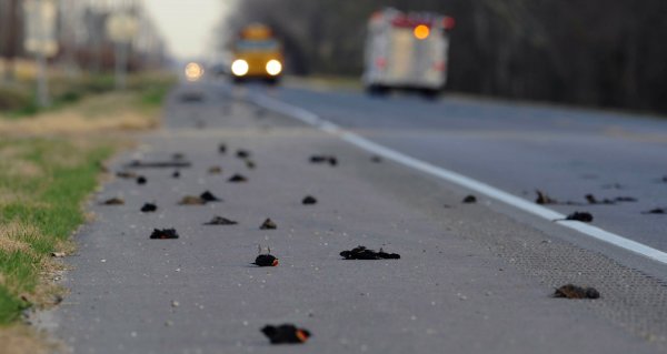 Аномальное явление: В Свердловской области на дорогу упали сотни мертвых птиц