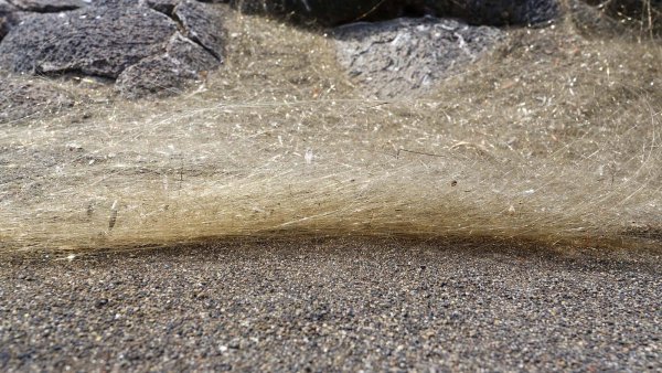 "Волосы Пеле" уничтожают пляжи Гавайских островов