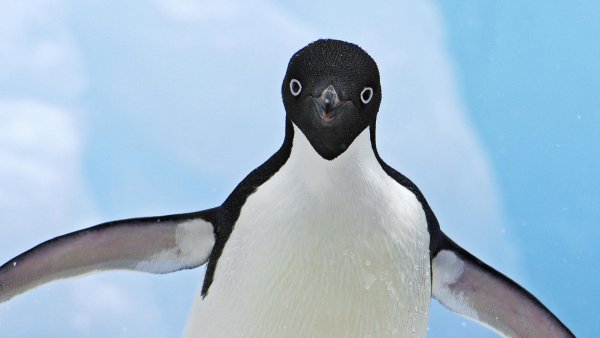 Размер имеет значение: Ученые выяснили, как пол пингвина определять по клюву
