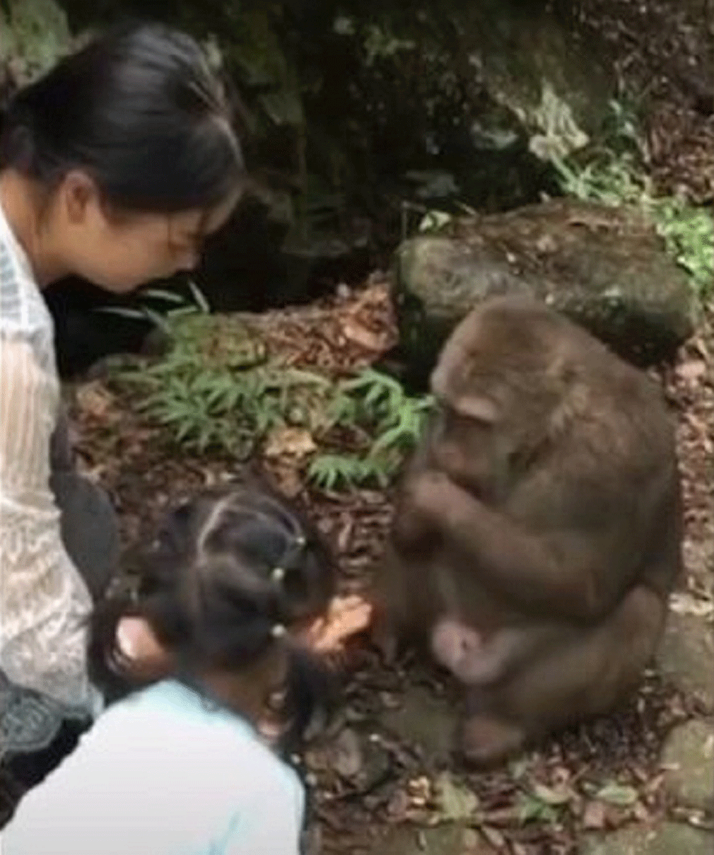 Нападение обезьян. Женщина с обезьянкой. Обезьяна нападает на человека. Нападение обезьян на людей.