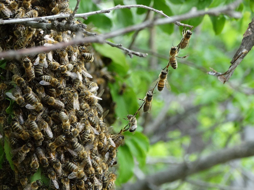 Немалый рой пчёл около ЗАГСа наводил ужас на граждан Уссурийска