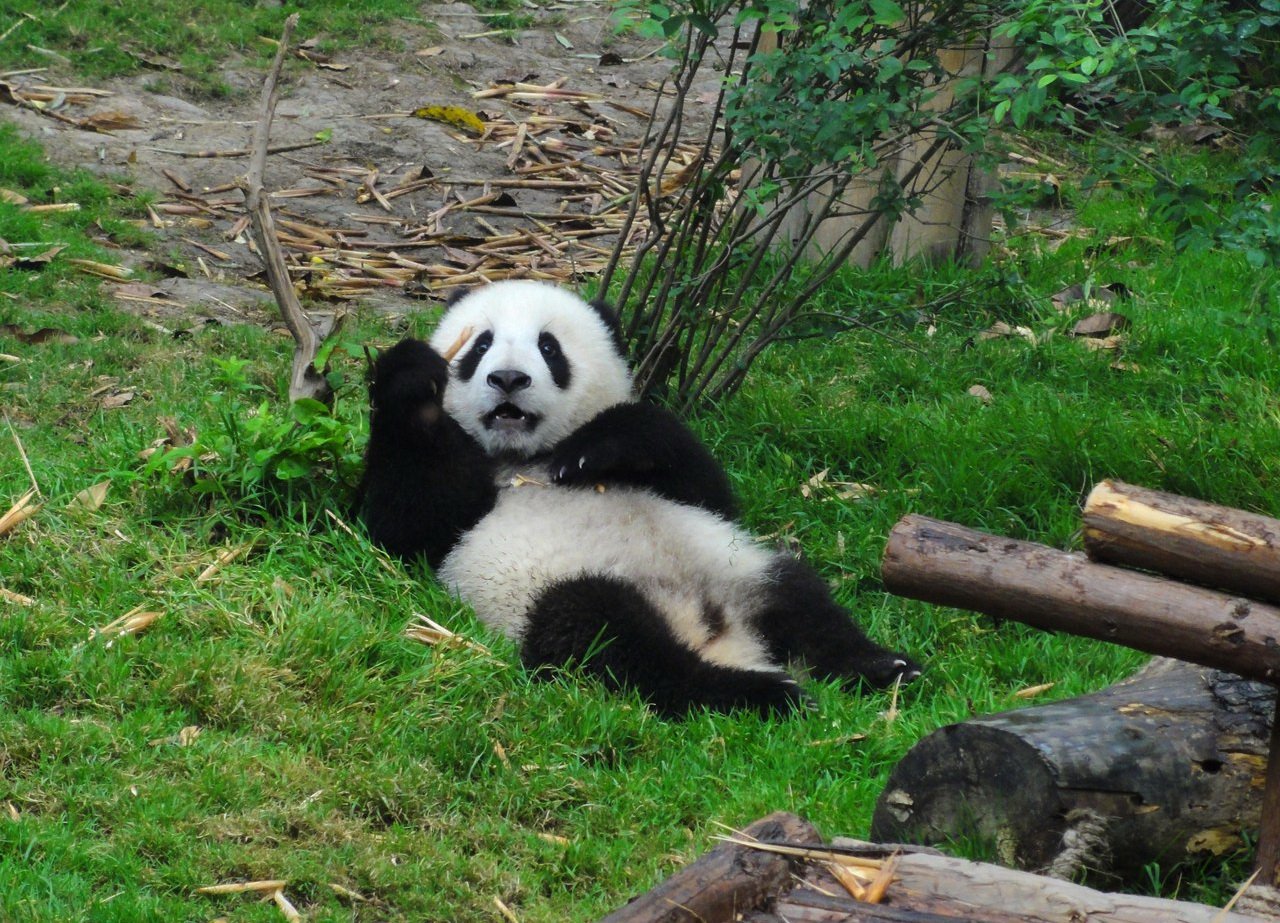 Родина панд. Заповедник панд в Чэнду. Китай заповедник чендуй Панда. Сычуань Чэнду панды. Чэнду Панда парк.
