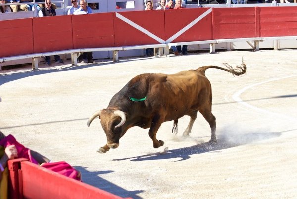 В Испании матадор потерял часть скальпа в бою с быком