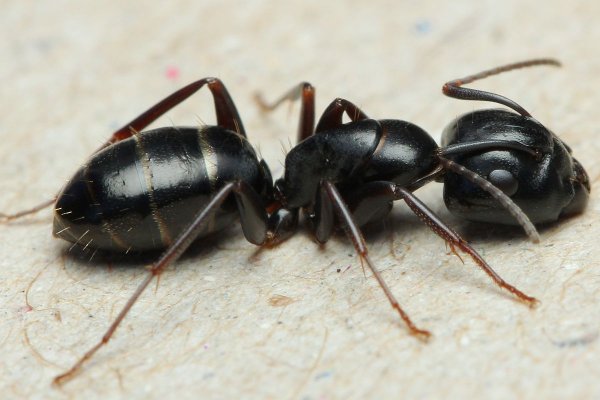 Итальянский муравей попытался ограбить ювелирный магазин