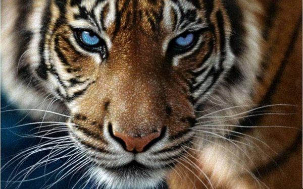 Ученые: Метод поиска серийных убийц способен защитить тигров от уничтожения людьми