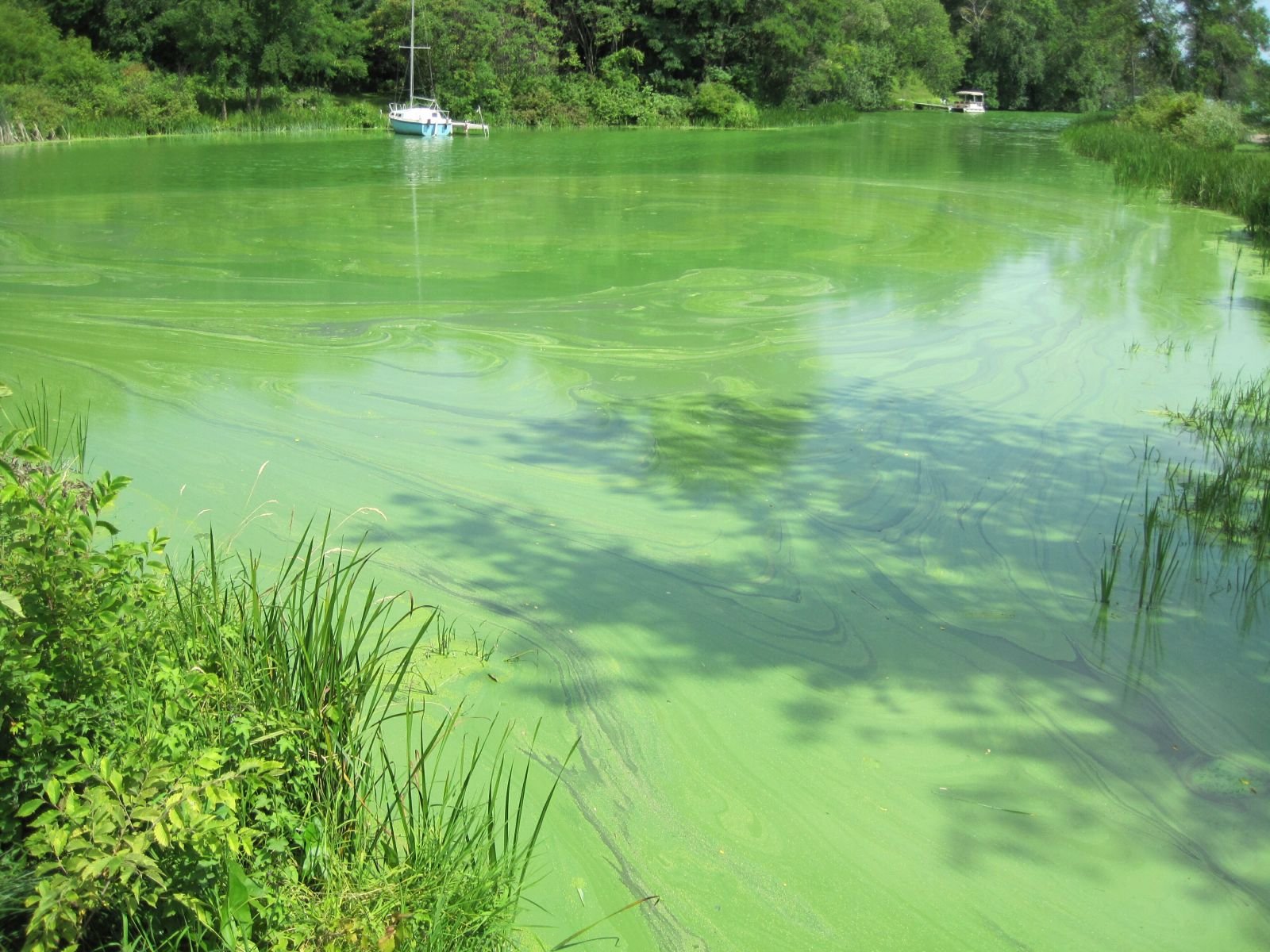 Причины зеленого цвета воды