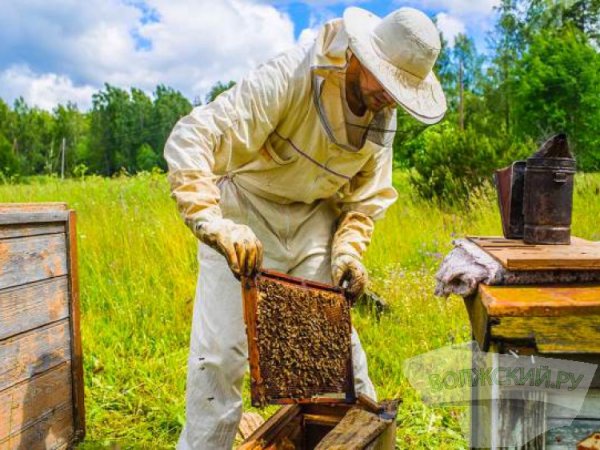 Пчеловодство — занятие для трудолюбивых и терпеливых