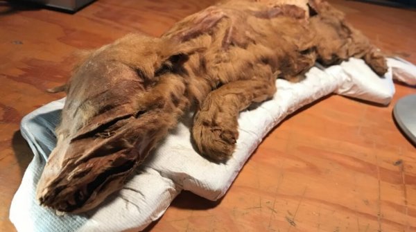 В Канаде шахтёры нашли мумии животных ледникового периода