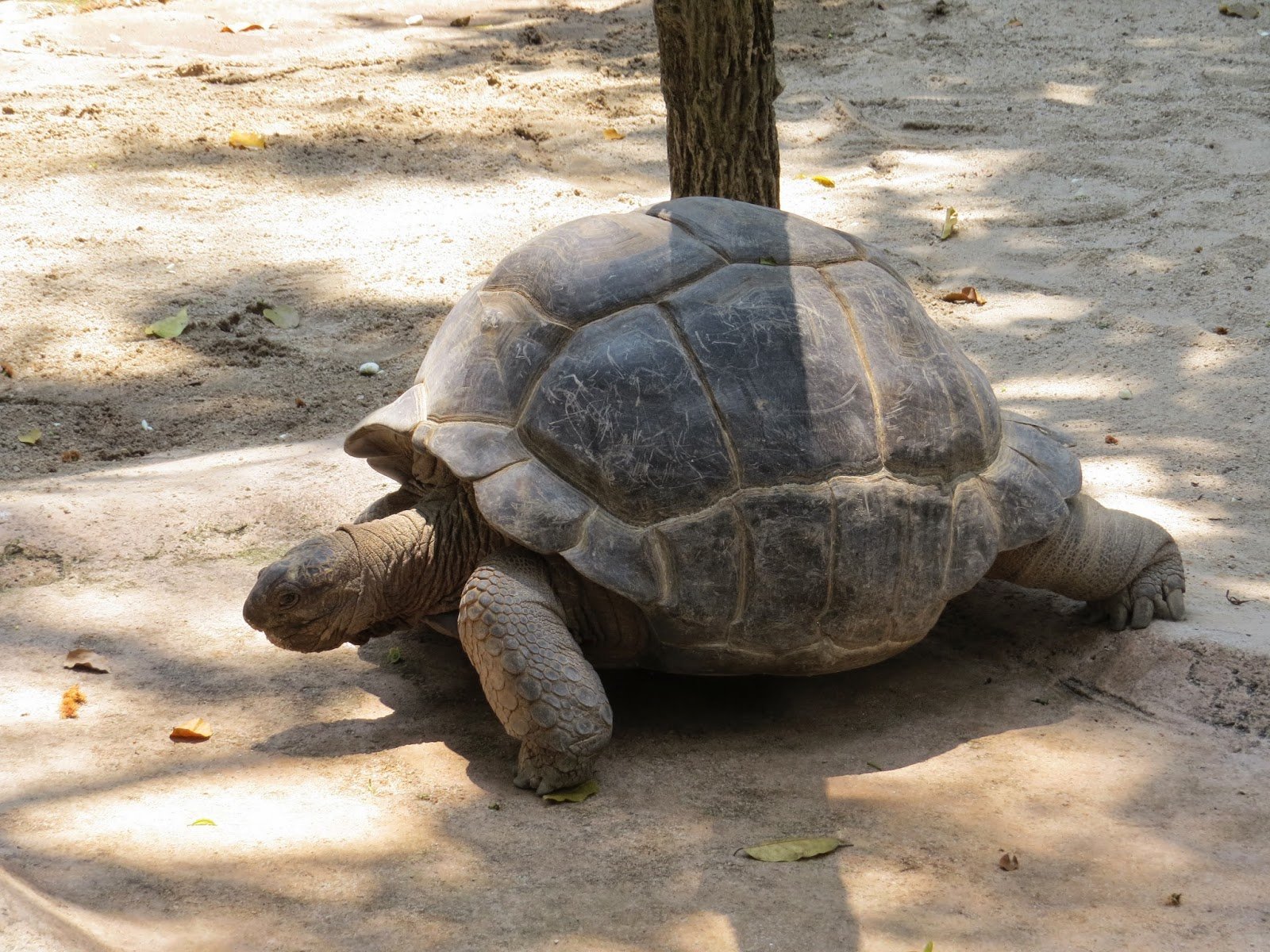 Черепаха лежу. Галапагосская черепаха. Галапагосская слоновая черепаха. Анатомия Галапагосская черепаха. Большие черепахи.
