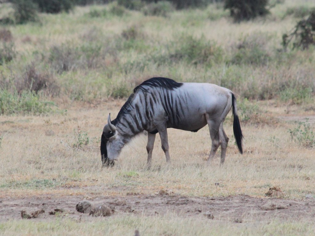 Что значит гну. Голубая антилопа гну. Африканская антилопа гну. Goluboy GNU. Полосатый гну.