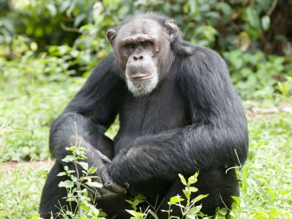 Дружелюбные шимпанзе живут дольше – Ученые