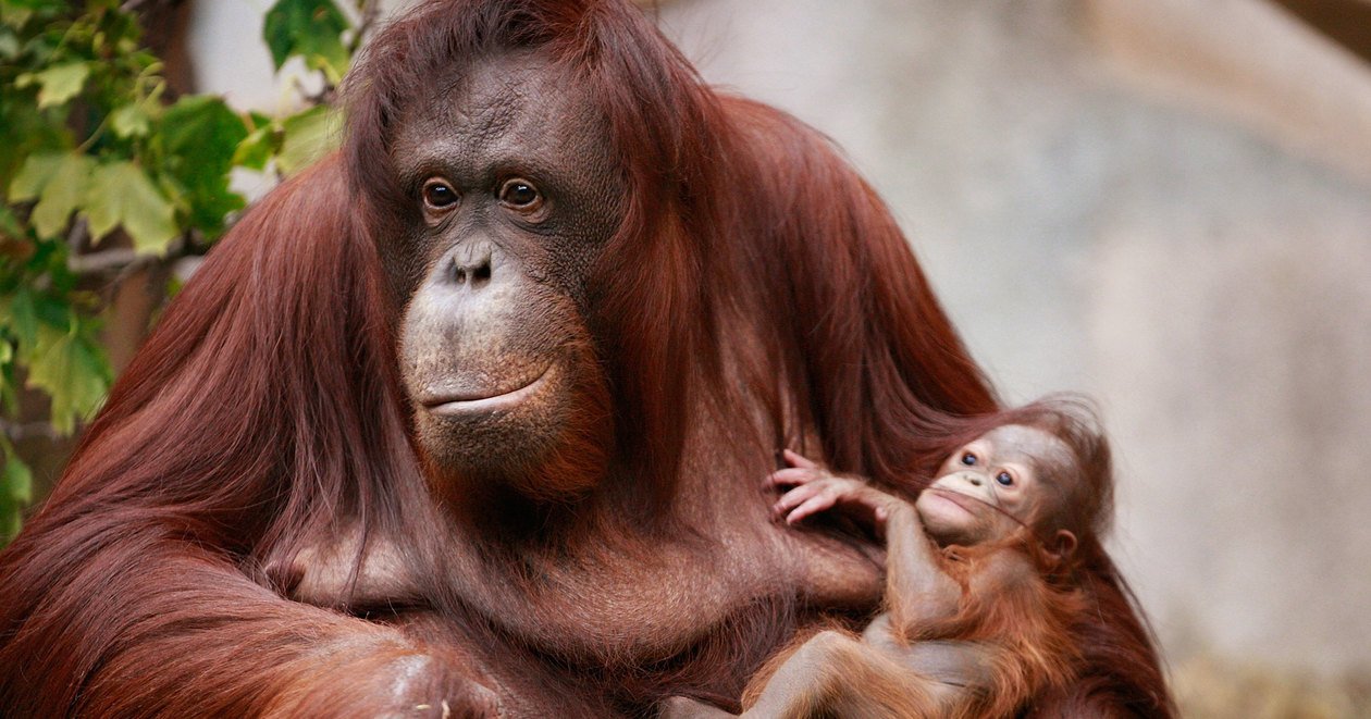 Орангутан и шимпанзе. Человекообразные обезьяны орангутанг. Приматы (человекообразные обезьяны). Обезьяны орангутан детеныш.