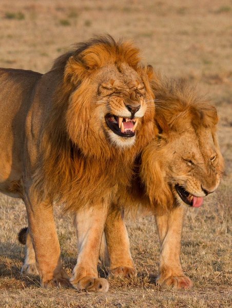 Смеющиеся львы из Кении вызвали восторг в Сети