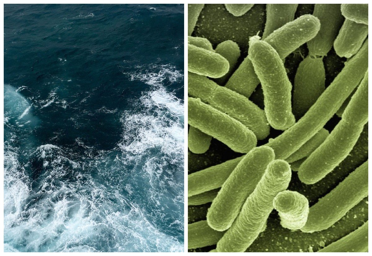 Разрушающий микроорганизм. Бактерии поедающие нефть. Бактерии питающиеся нефтью. Морские бактерии. Бактерии разлагающие нефть.