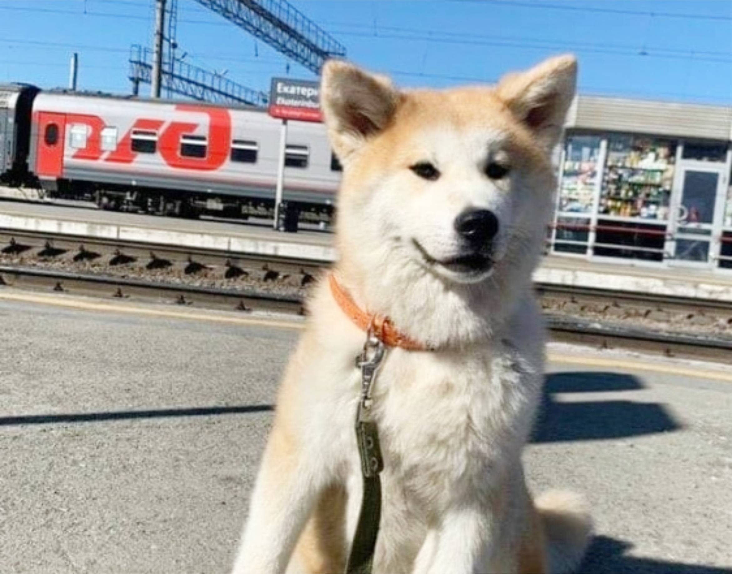 Почему электричка собака. Собака на вокзале. Пес на вокзале. Собака на железной дороге. Собака в поезде.