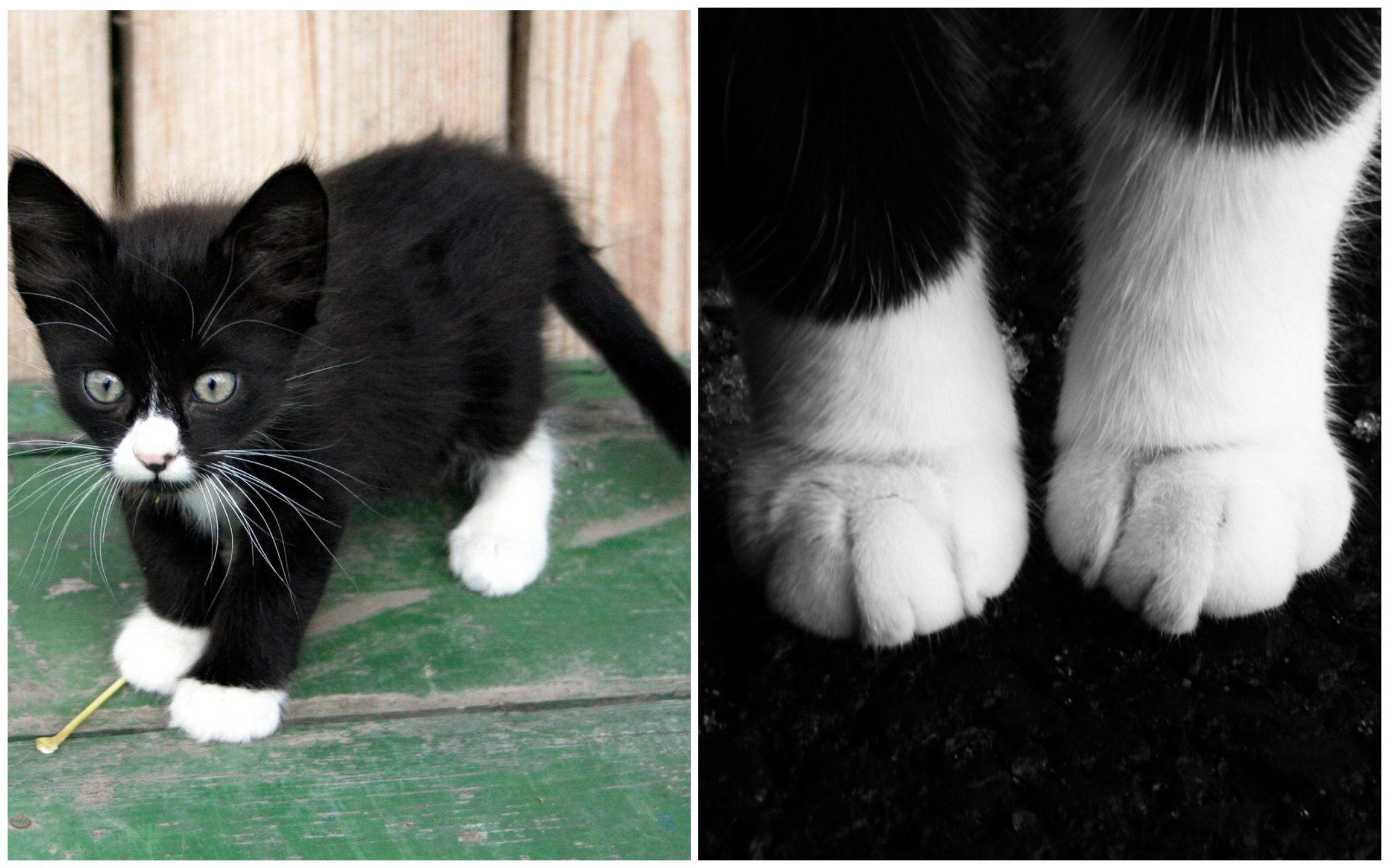 Лапка черного кота. Кот с белыми лапками. Кот с белыми носочками. Черный кот в белых носочках. Белый кот с черными носочками лап.
