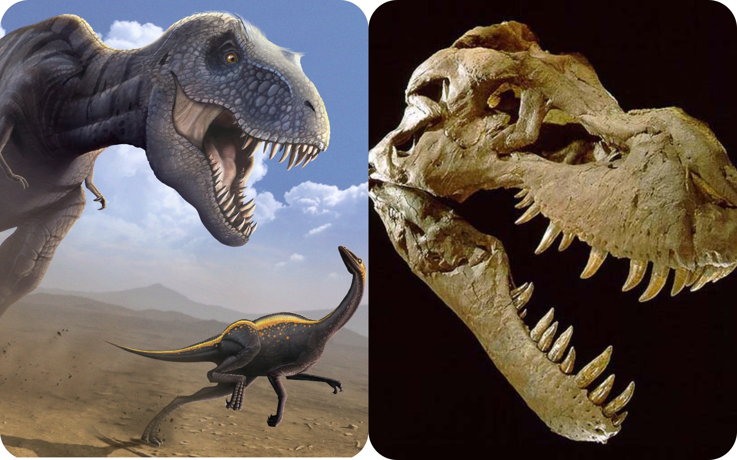Ищите динозавров. Тираннозавр рекс останки. Тираннозавр ти рекс окаменелость. Останки динозавров. Неизвестный динозавр.