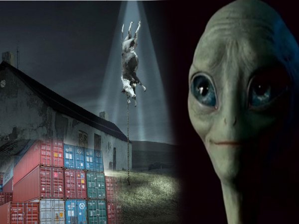 Инопланетяне похищают людей в специальных контейнерах – мнение