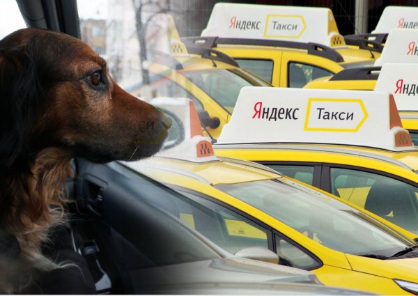 Вылезай и не гавкай: Клиенты «Яндекс.Такси» теряют деньги, сталкиваясь с отказом везти больное животное