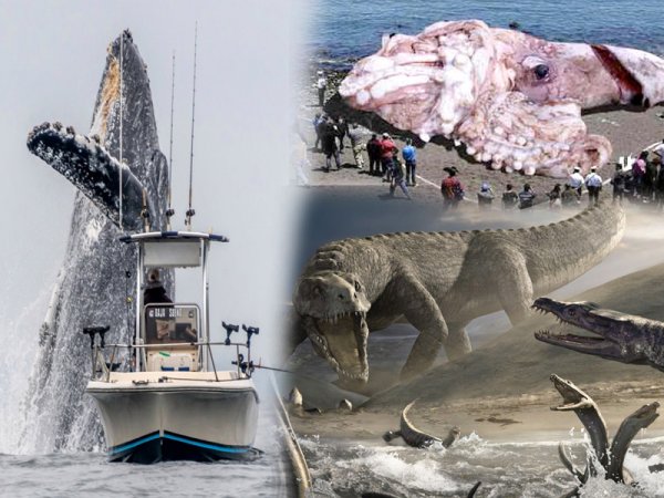 Огромный кит напал на рыбаков: Гигантские животные могут уничтожить человечество
