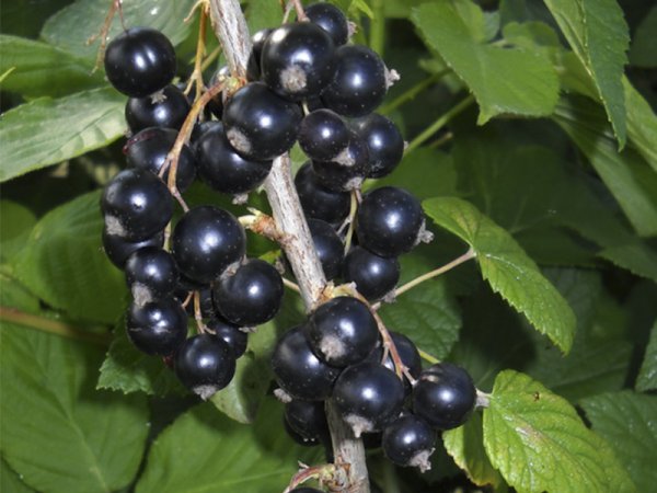 Черные ягоды полезны для сердца - ученые