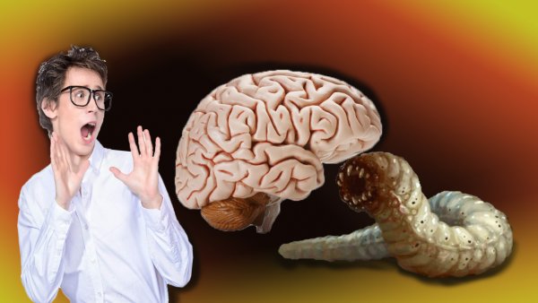 Мозгочервь: Врачи нашли червя, который поедал мозг женщины