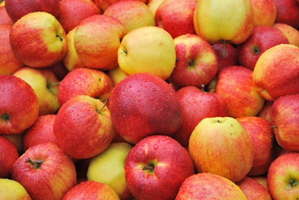 Старость без маразма: Медики назвали 5 причин есть яблоки каждый день
