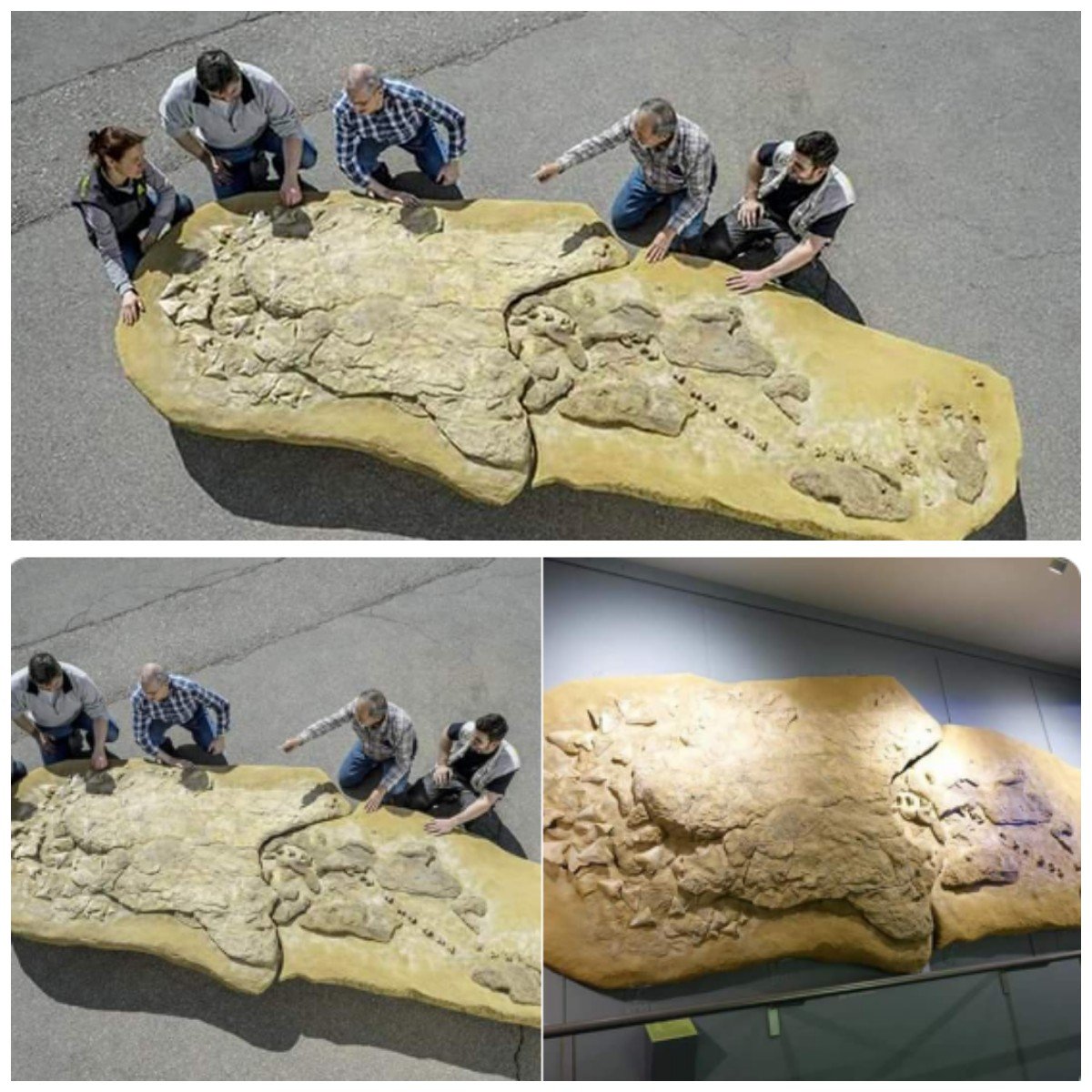Доисторическая девушка замороженная 40 миллионов лет. Окаменелые останки МЕГАЛОДОНА. Исследователи древности. Земля 1000 лет назад. МЕГАЛОДОН останки.