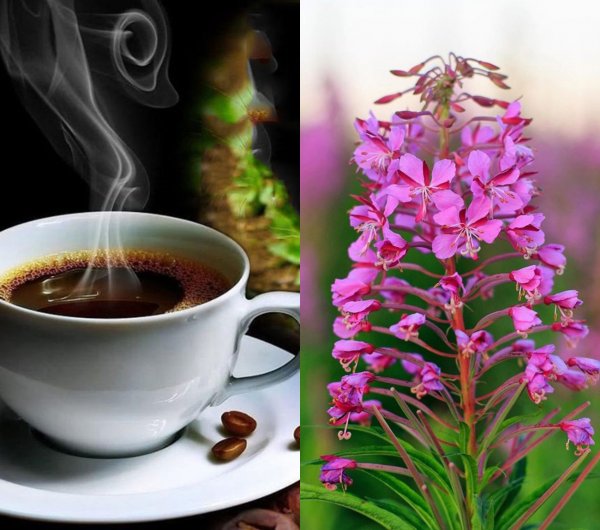 Кофе на помойку: Напиток из доступного растения избавит от головной боли