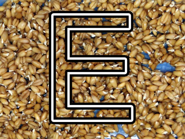 Учёные доказали пользу пророщенной пшеницы в борьбе с раком