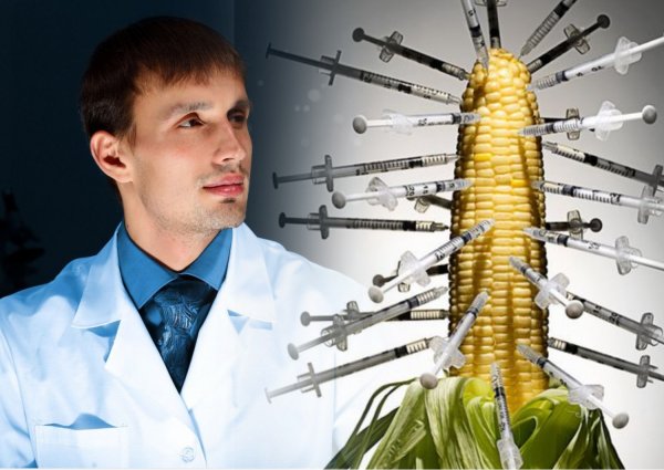 Учёные выяснили, какая кукуруза вызывает рак