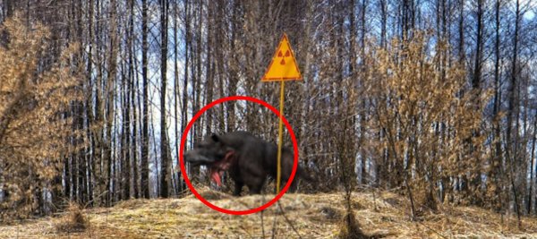Чернобыльские кровососы: Пришельцы проводят эксперименты над животными в зоне отчуждения