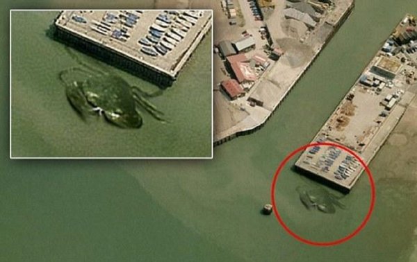 Морской царь напал на США! 15-метровый краб обнаружен на Восточном побережье Штатов