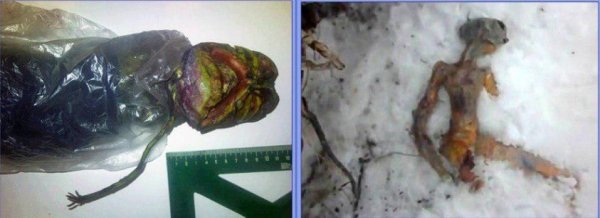Иркутск убил пришельца. Россияне нашли в снегу труп инопланетянина