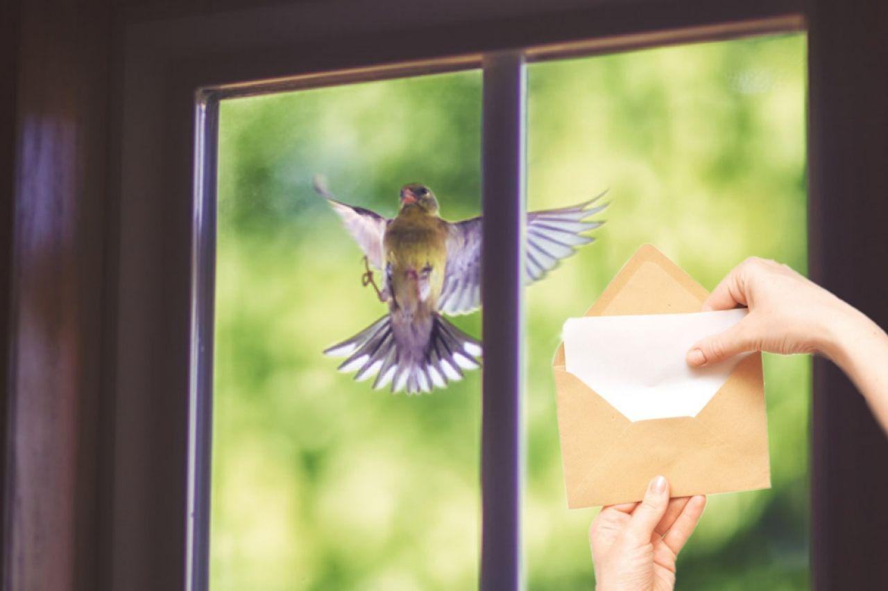 Врезалась птица и улетела к чему. Птицы на окна. Птицы за окном. Птица бьется в окно. Птица стучится в окно.