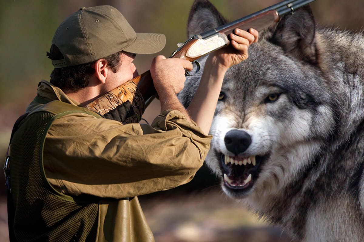 кино про охоту на волка