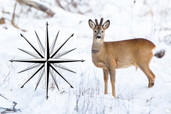 Сезон охоты: Как выслеживать косулю осенью и зимой