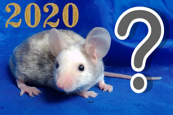 Стоит ли в год Крысы заводить декоративную крысу? Приметы на Новый 2020 год