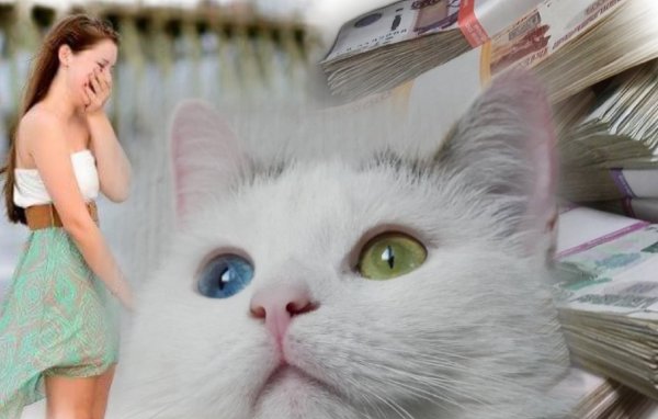 Белый кот удачу принесёт: Эзотерики рассказали о положительном влиянии питомцев