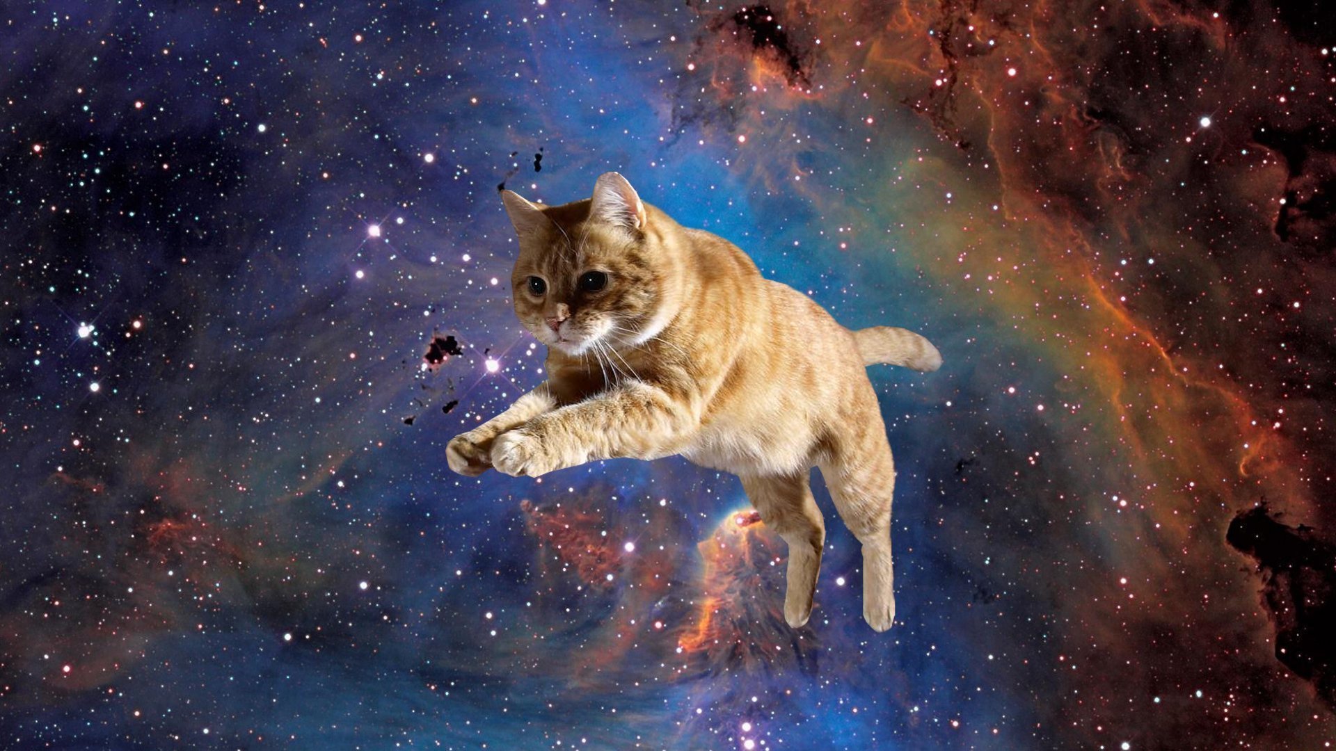 Обои котики мемы. Кот в космосе. Космическая кошка. Котенок в космосе. Кот летает в космосе.